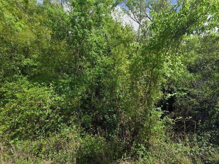 A dense, overgrown wooded area with thick green foliage and trees — 8115 SW HORSE CREEK ROAD, ARCADIA, FL