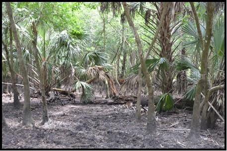 A wooded area featuring several palm trees and a fallen log on the forest floor — 7019 CROOKED CREEK LANE, ZOLFO SPRINGS, FL