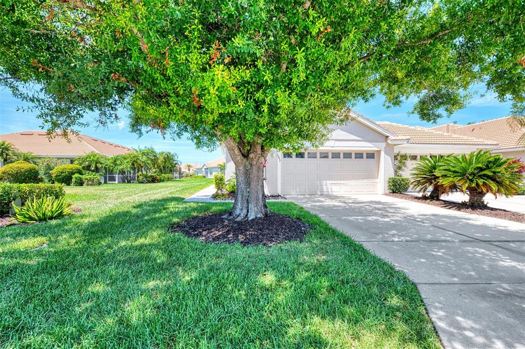 A large tree stands in the front yard of a single-story house with a driveway — 1842 SAN SILVESTRO DRIVE, VENICE, FL