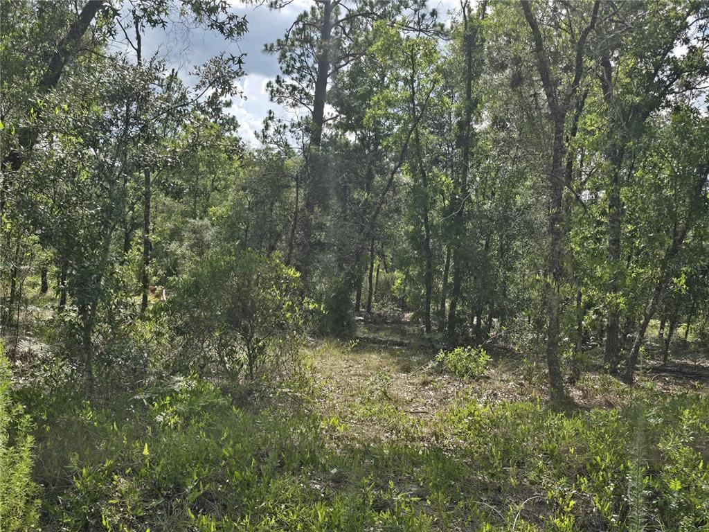 A wooded lot with dense trees and low-lying vegetation under a partly cloudy sky — 00 NE 121ST AVENUE, WILLISTON, FL