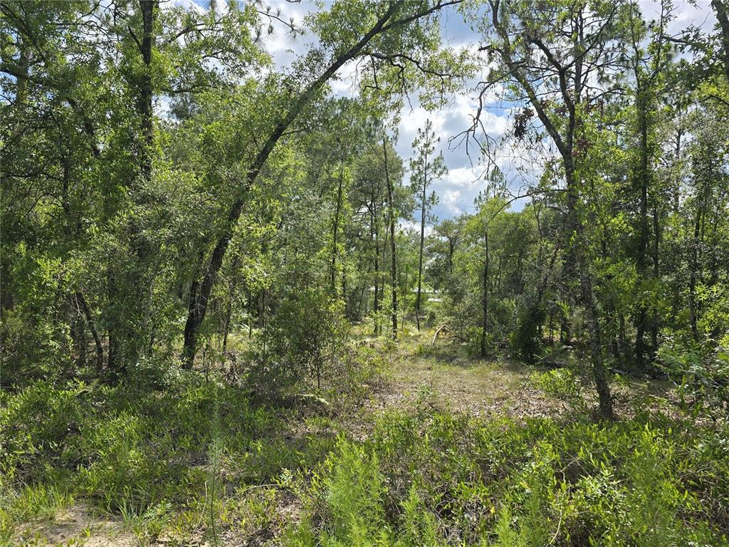 A wooded lot with dense trees and low-lying vegetation under a partly cloudy sky — 00 NE 121ST AVENUE, WILLISTON, FL