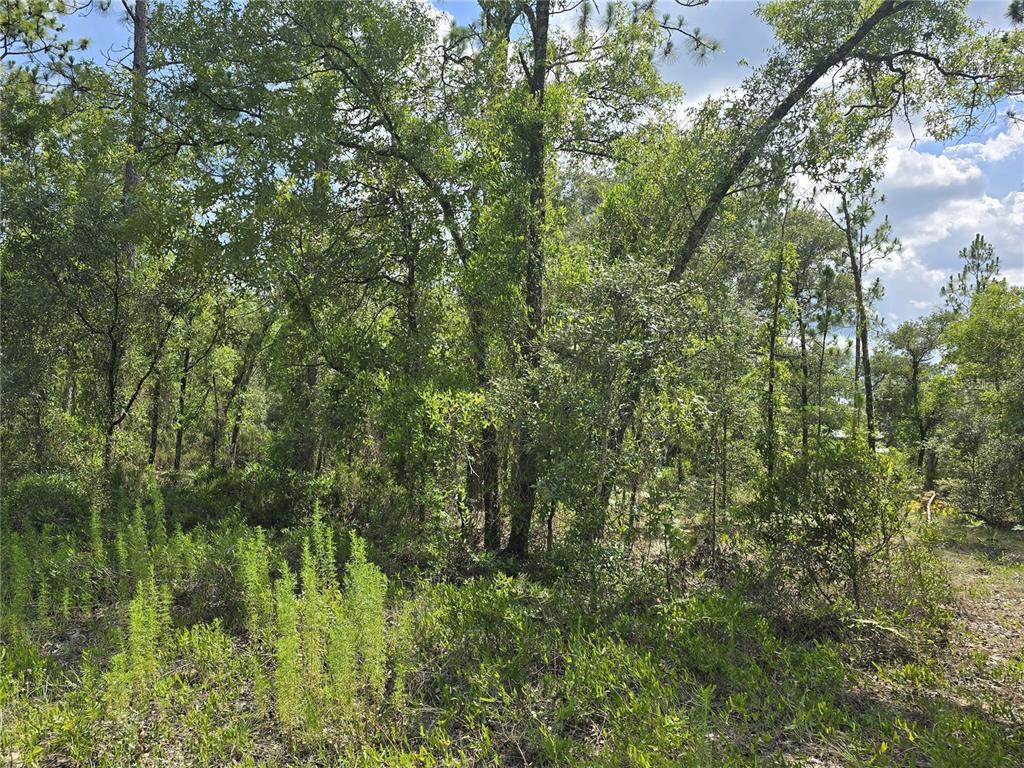 A wooded lot with dense green trees and low-lying vegetation under a cloudy sky — 00 NE 121ST AVENUE, WILLISTON, FL