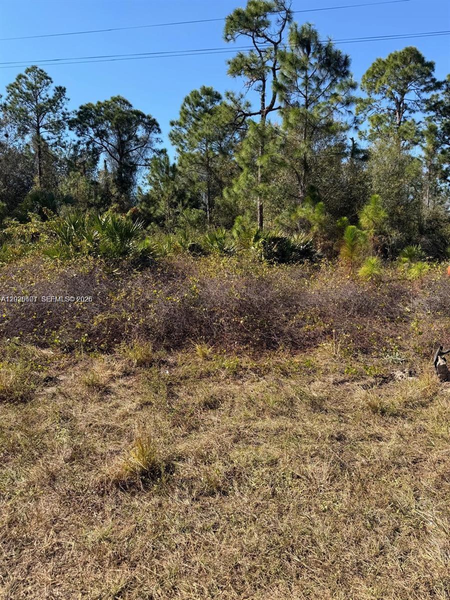 This exterior view shows a grassy lot with dense brush and pine trees — 216 Columbus, Lehigh Acres FL 33974, LEHIGH ACRES, FL