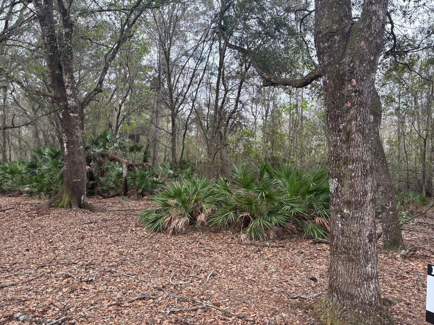 A wooded lot features mature trees and low-growing palmetto bushes over a leaf-covered forest floor — 0 Old Grade Road, FL 33868, FL