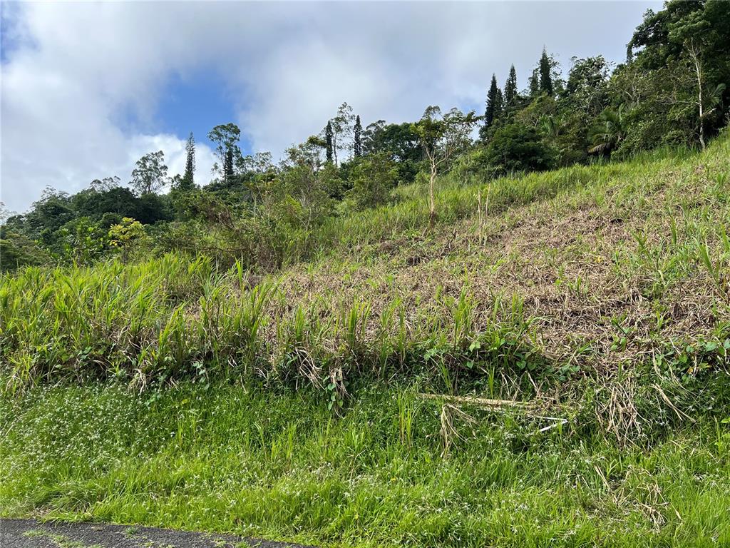 A grassy, sloped hillside rises toward a dense forest under a partly cloudy sky — KM 0.2 INT Bo. Helechal PR 152, BARRANQUITAS, PR