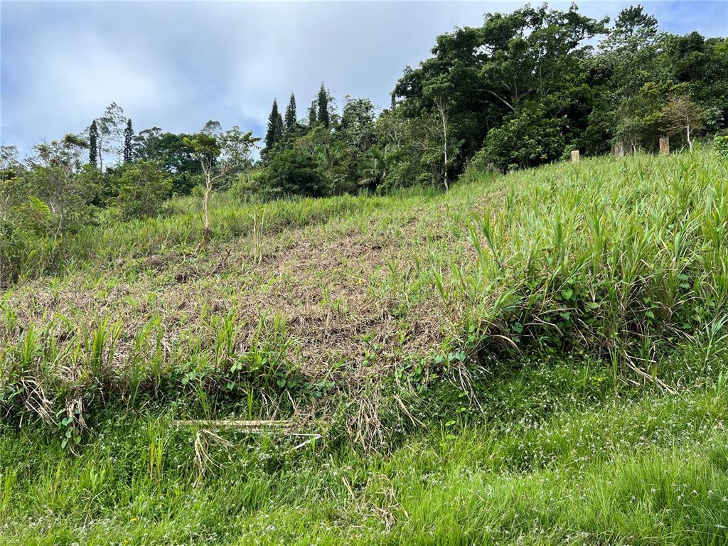 A sloped, grassy lot with cleared vegetation leads up to a dense forest background — KM 0.2 INT Bo. Helechal PR 152, BARRANQUITAS, PR