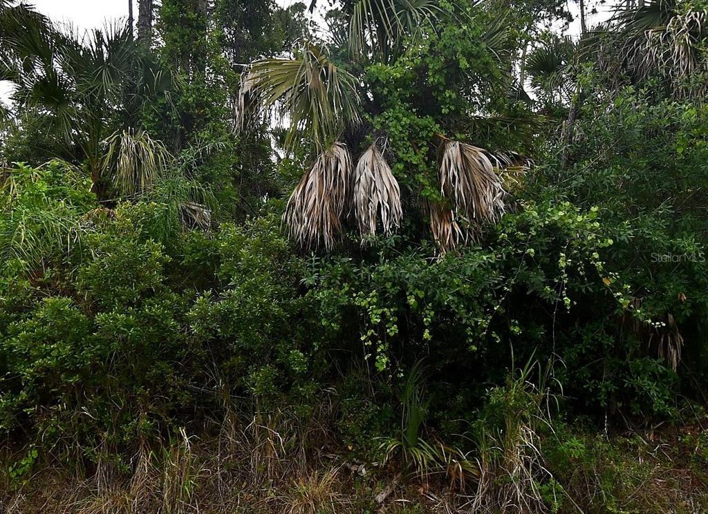 A dense thicket of Florida vegetation features several palm trees with brown, hanging fronds — LA ROCHA STREET, NORTH PORT, FL