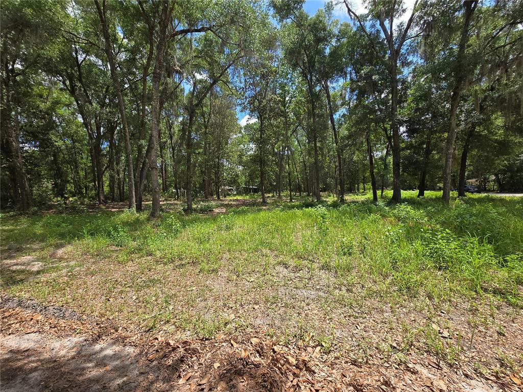 A wooded, grassy lot with tall trees under a blue sky — 0 SW 15TH PLACE, OCALA, FL