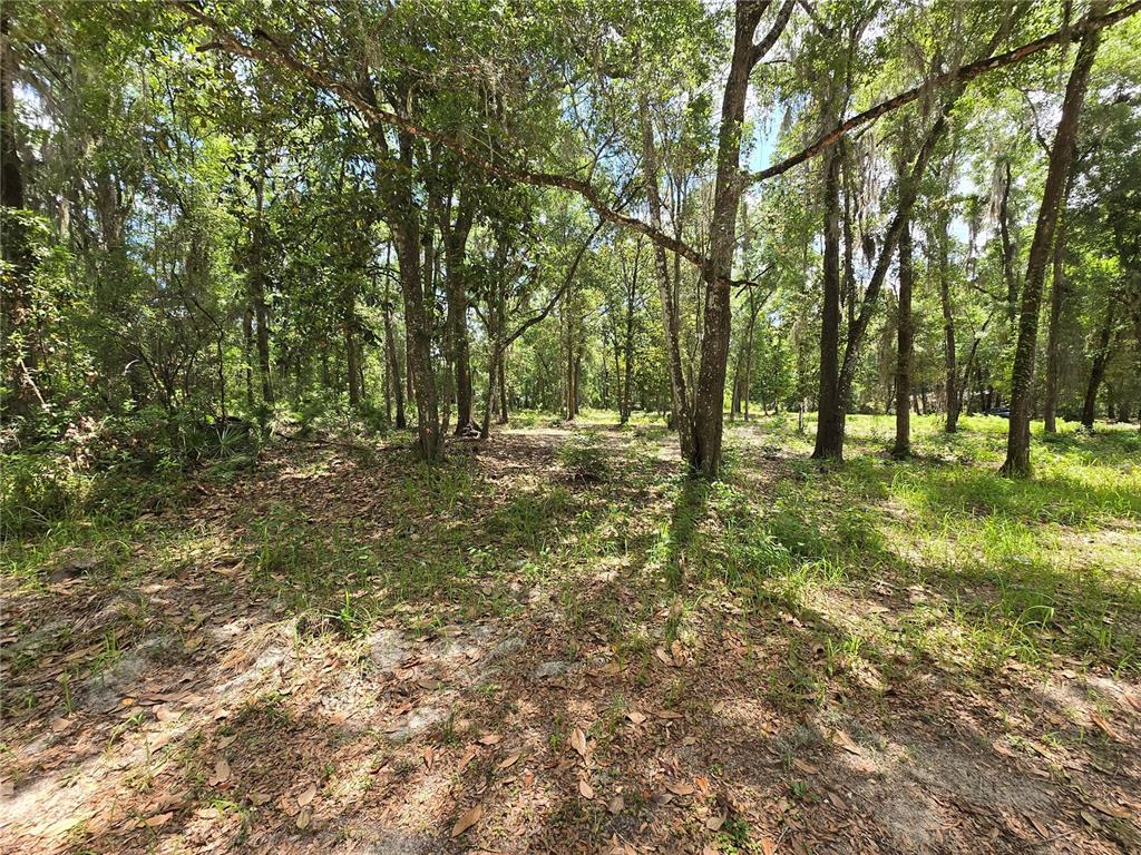 A wooded lot with scattered trees, patches of grass, and fallen leaves on the ground — 0 SW 15TH PLACE, OCALA, FL