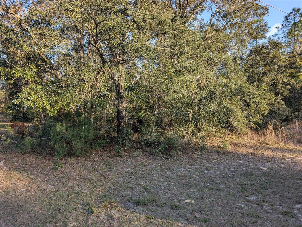 A view of a wooded lot with dense trees and sandy ground in the foreground — 8949 N LANSEN WAY, CITRUS SPRINGS, FL
