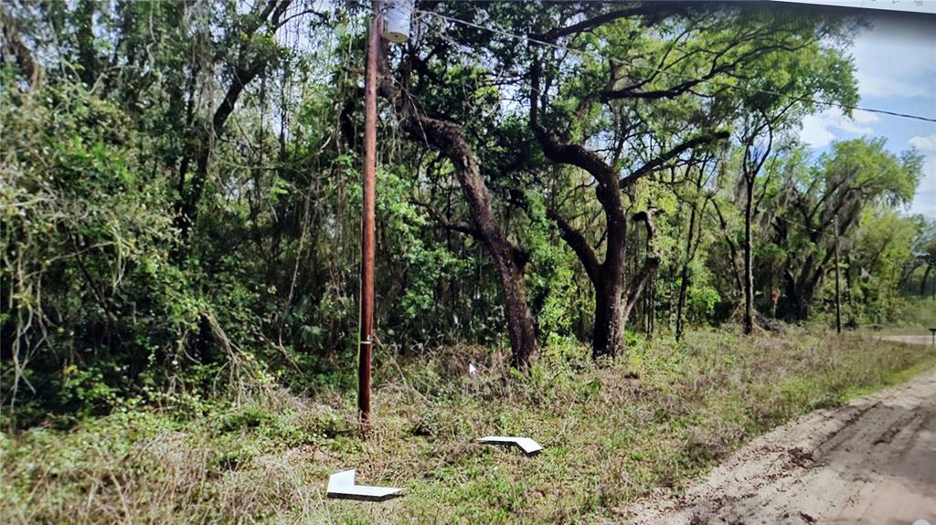 A dirt road runs alongside a wooded lot featuring several large trees and a utility pole — 00 CLIFFORD STREET, INTERLACHEN, FL