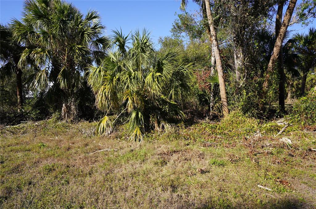 A grassy lot features several palm trees and dense vegetation under a clear blue sky — 16150 ARCARO AVENUE, PORT CHARLOTTE, FL