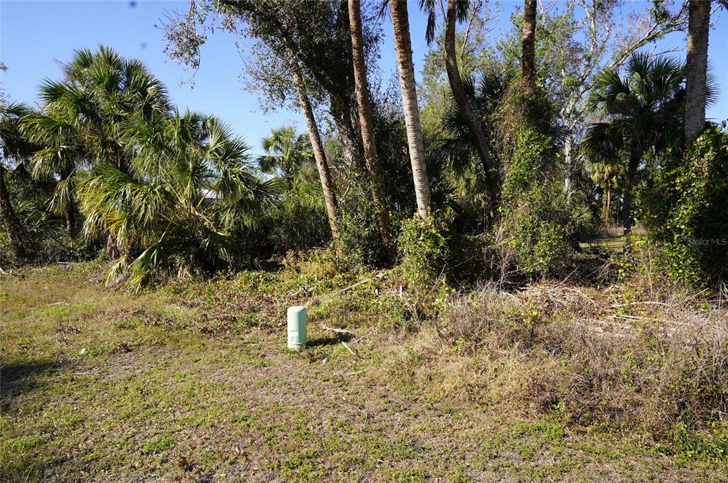 A grassy lot features a utility box and dense palm trees under a clear sky — 16150 ARCARO AVENUE, PORT CHARLOTTE, FL