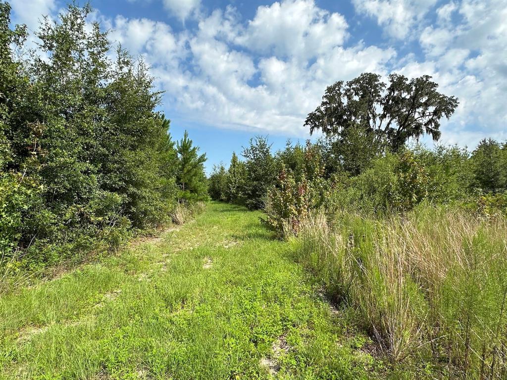 A grassy path leads through a wooded area under a blue sky with scattered clouds — Parcel C NW 160TH AVENUE, MORRISTON, FL