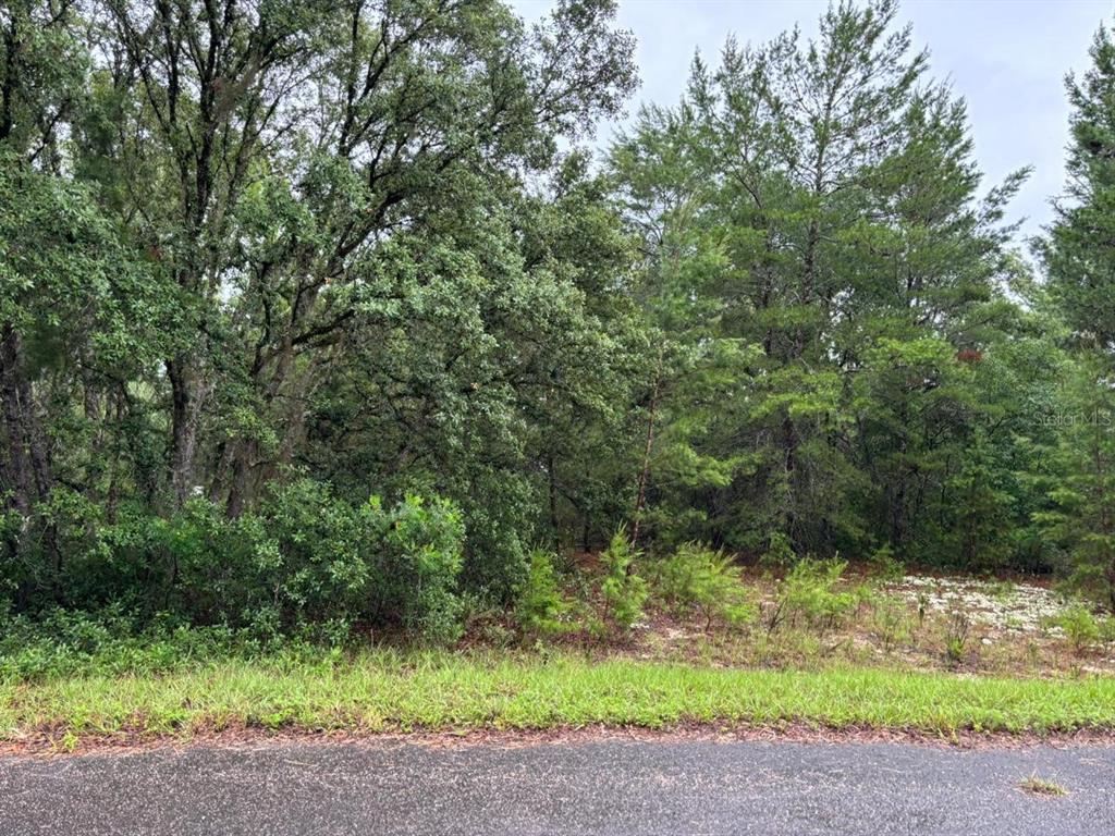 A wooded, undeveloped residential lot sits behind a paved road — 16 FISHER COURT WAY, OCKLAWAHA, FL