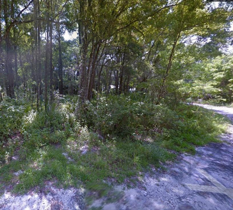 A wooded, undeveloped lot with dense trees and brush next to a dirt road — 00 S BAILEY AVENUE, BROOKSVILLE, FL