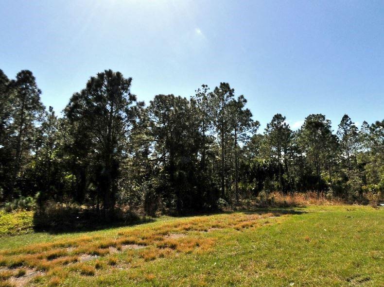 A grassy field sits in front of a dense line of tall pine trees — BROLLY STREET, NORTH PORT, FL