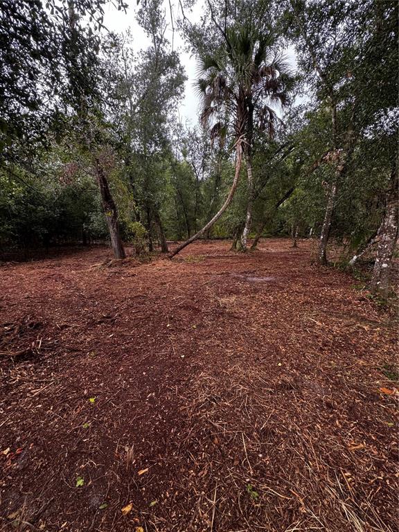 A cleared, wooded lot features a tall, leaning palm tree surrounded by mature trees — 17432 INGLEWOOD AVENUE, PORT CHARLOTTE, FL