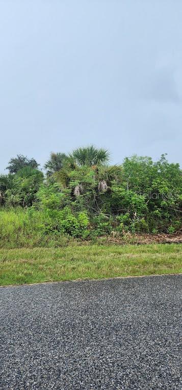 A view of a grassy, overgrown lot with palm trees and shrubs next to an asphalt road — 8175 CLYDE CIRCLE, PORT CHARLOTTE, FL