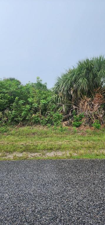 A view of a grassy lot with dense green vegetation and a large palm tree — 8175 CLYDE CIRCLE, PORT CHARLOTTE, FL
