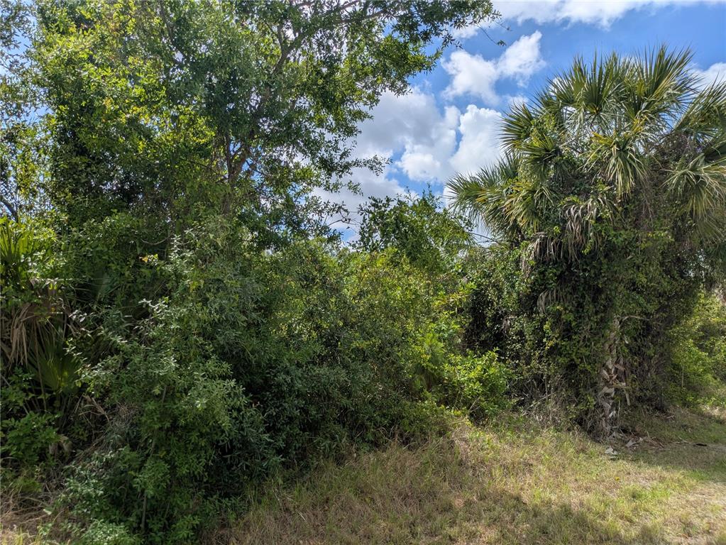 A dense, overgrown lot with various trees, shrubs, and a palm tree under a blue sky — 7396 WIDMER STREET, PORT CHARLOTTE, FL