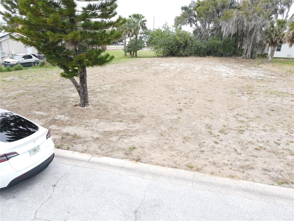 A vacant, sandy residential lot features a large pine tree and surrounding mature vegetation — 209 W BADGER AVENUE, EUSTIS, FL