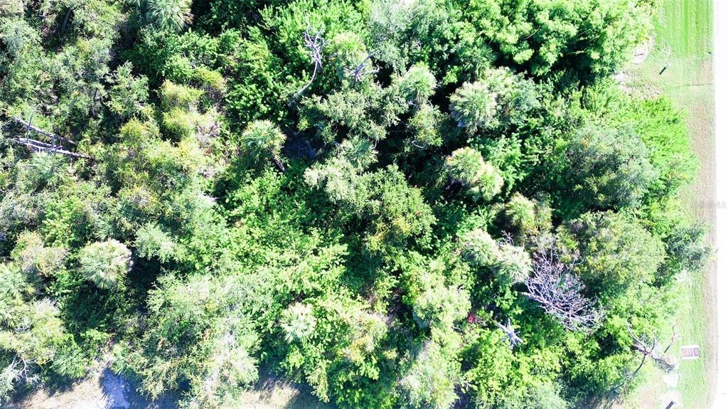 An aerial view shows a dense, wooded lot with various trees and shrubs — 199 COUGAR WAY, ROTONDA WEST, FL