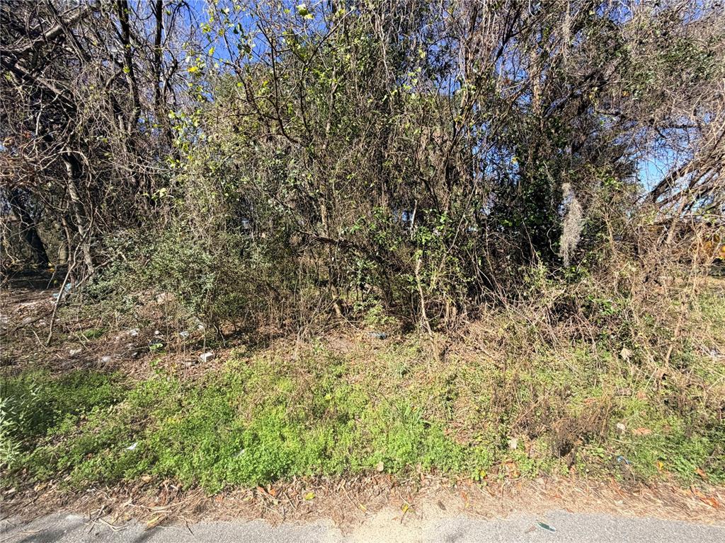 A dense, overgrown wooded lot with scattered debris sits adjacent to a paved road — TBD NW 151ST AVENUE, ALACHUA, FL