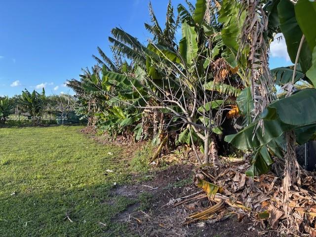 A row of banana trees grows along the edge of a grassy field — UNINCORPORATED, Miami FL 33187, MIAMI, FL
