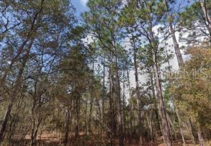 A view looking up at a dense forest of tall pine trees under a blue sky — AKRON STREET, INTERLACHEN, FL
