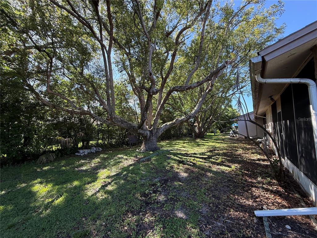 A large tree stands in the grassy backyard next to the side of a house — 1150 CHENEY HIGHWAY UNIT H, TITUSVILLE, FL