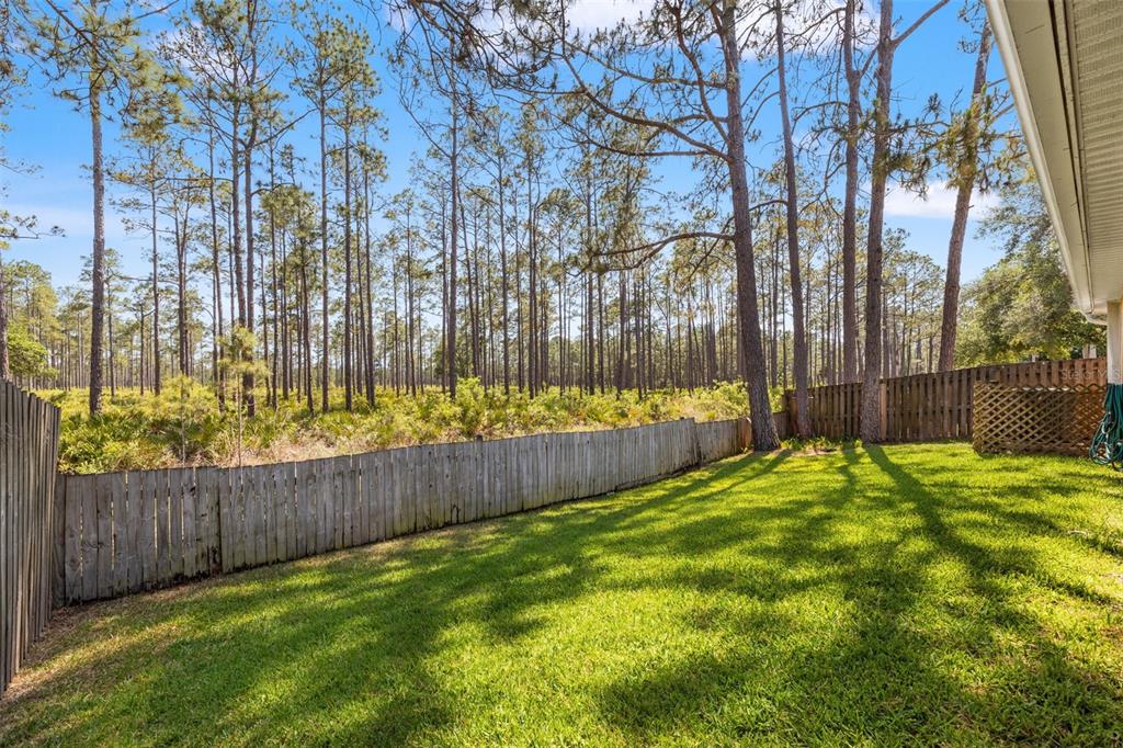 A grassy backyard features a wooden fence bordering a dense forest of tall pine trees — 9403 WILLOW COVE COURT, TAMPA, FL