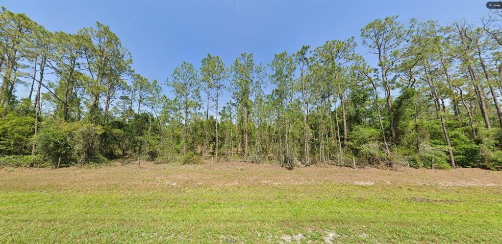 A grassy lot features a dense line of tall pine trees against a clear blue sky — RIVER RANCH BOULEVARD, LAKE WALES, FL