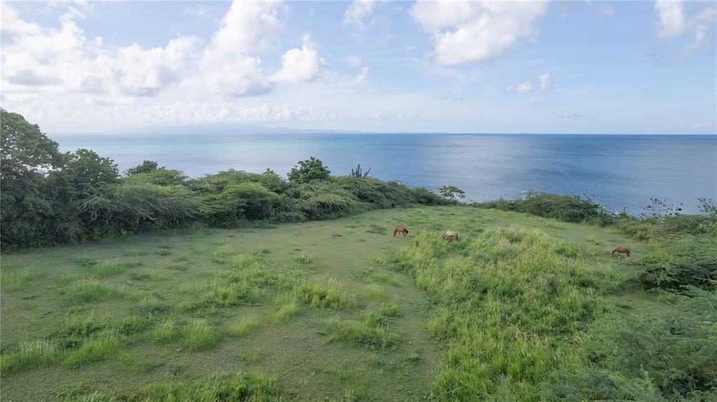 A grassy field with three horses overlooks the ocean under a cloudy blue sky — 2 CALLE CAÑON, VIEQUES, PR