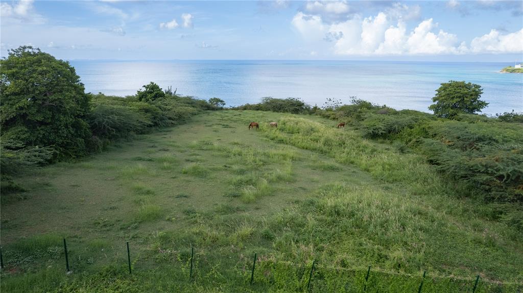 An elevated view of a grassy field with three horses overlooking the ocean — 2 CALLE CAÑON, VIEQUES, PR
