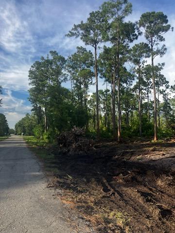 A dirt road runs alongside a cleared lot with several tall pine trees — 2018 Canton Avenue, FL 33920, FL