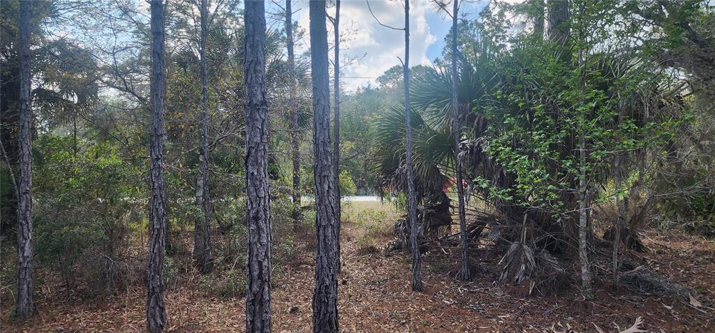 A wooded lot with tall pine trees and palmetto bushes viewed from a forest floor — 18164 RETRIEVER ROAD, WEEKI WACHEE, FL