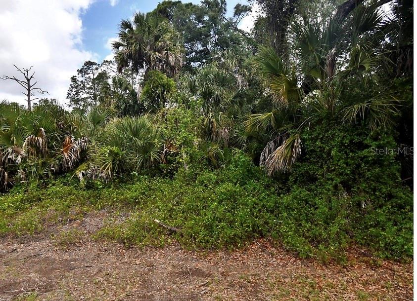 A dense, overgrown wooded area features numerous palm trees and thick ground vegetation — CRANDON ROAD, NORTH PORT, FL
