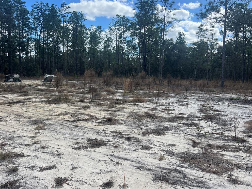 A sandy, cleared lot with scattered brush and a dense forest in the background — 0000 SE 135TH COURT SE, DUNNELLON, FL