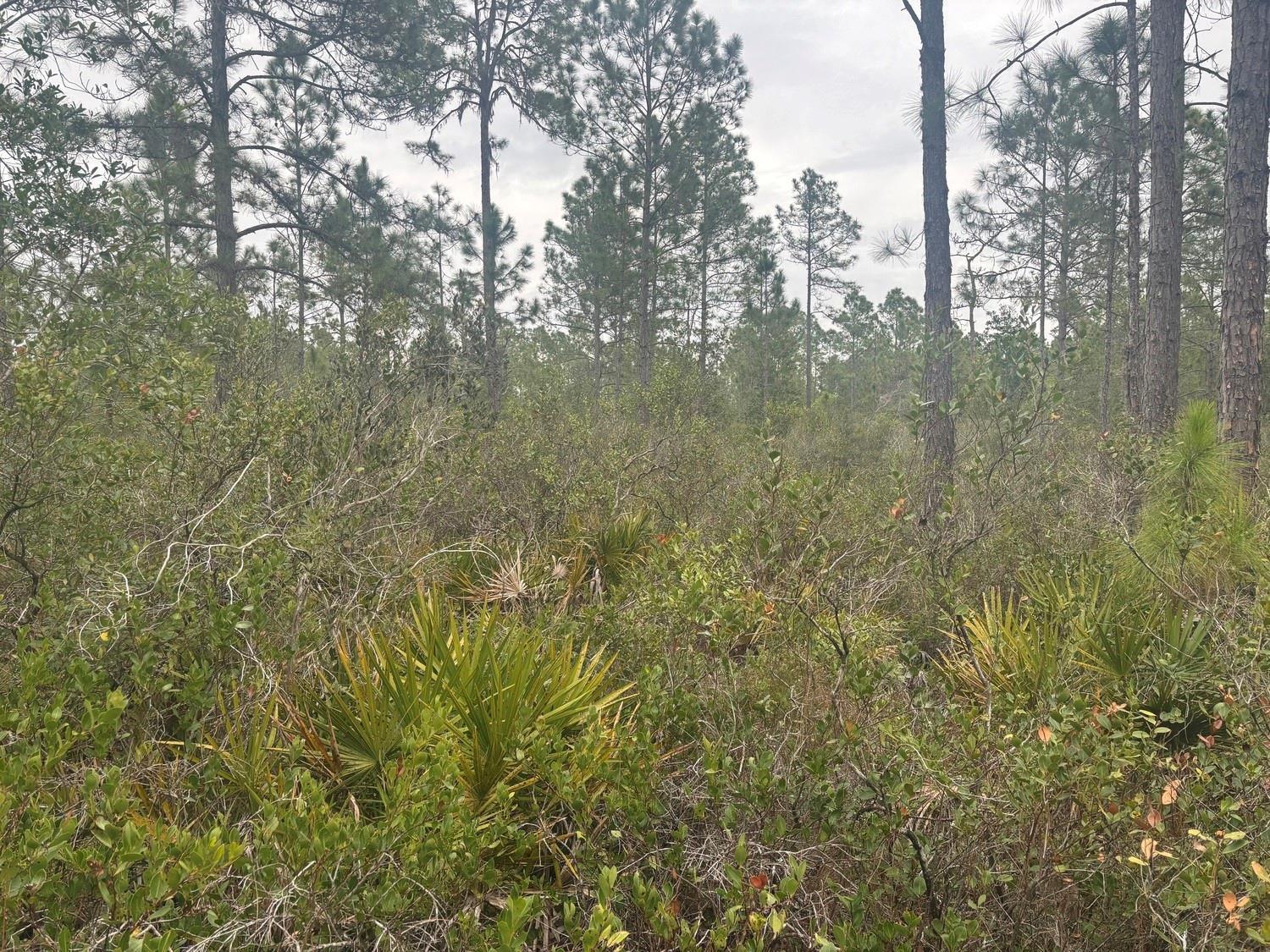 A dense forest scene featuring tall pine trees and low-lying palmetto scrub vegetation — 0 Old Grade Road, FL 33868, FL