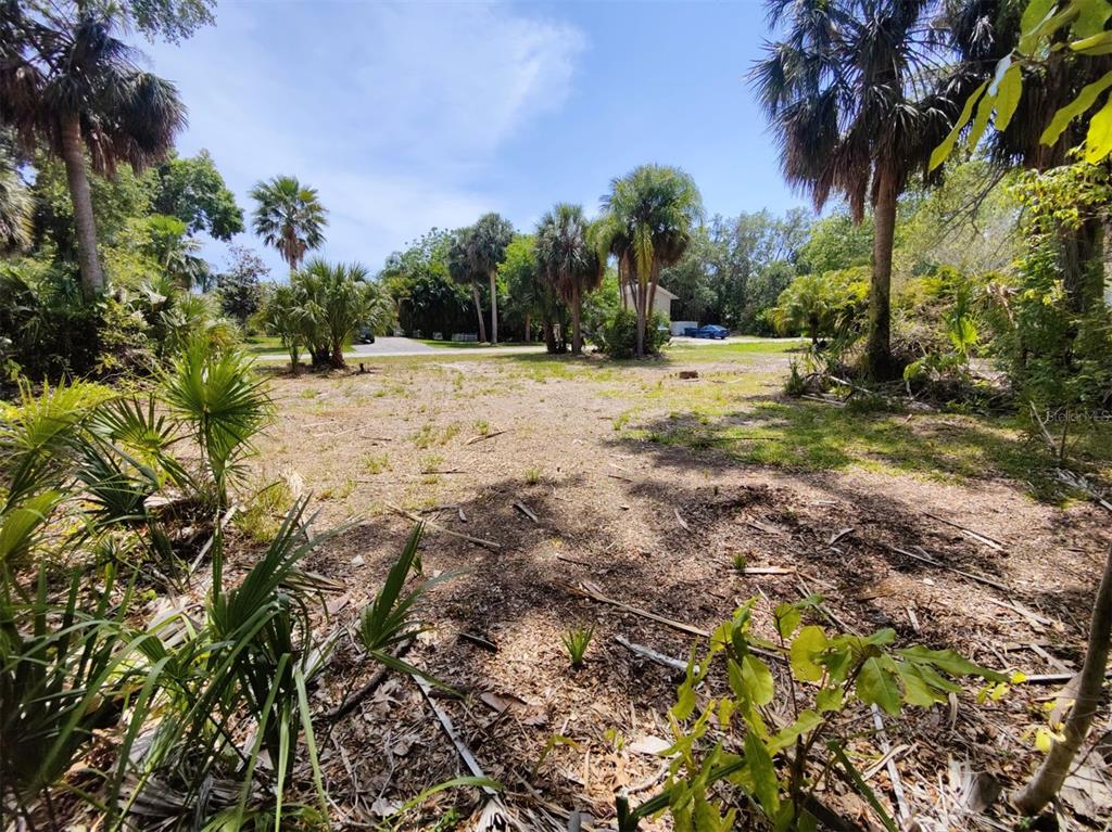 A vacant, grassy lot with scattered palm trees and dense vegetation under a blue sky — 174 AVERY AVENUE UNIT 21 & 1, CRYSTAL BEACH, FL