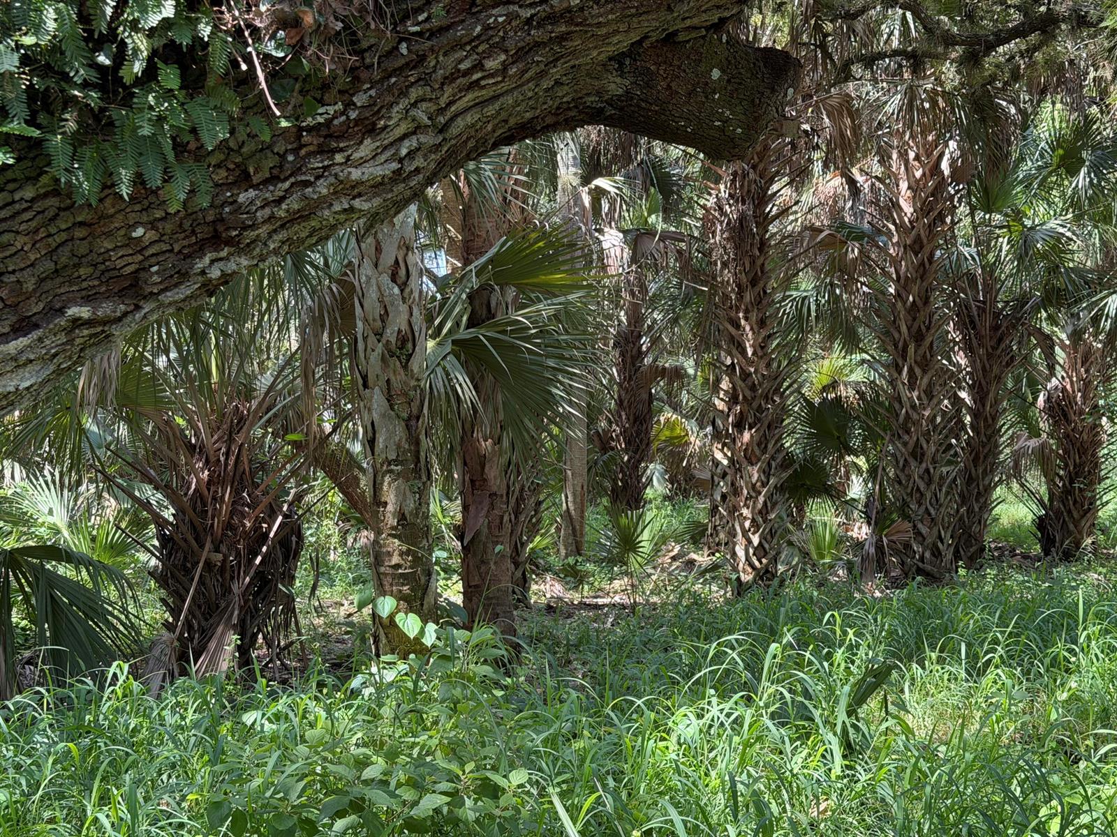 A large oak tree branch hangs over a wooded area filled with numerous palm trees — 16477 NW 192nd Street, Okeechobee FL 34972, OKEECHOBEE, FL