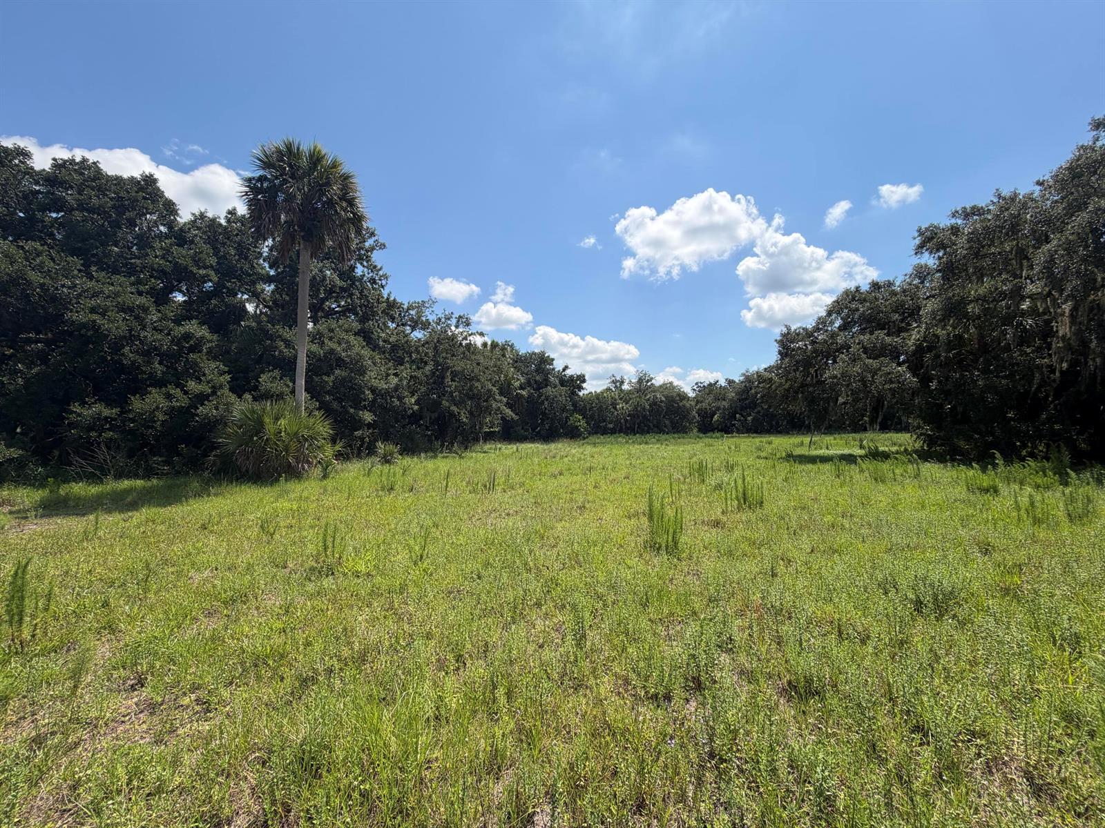 A grassy field is surrounded by a dense forest under a blue sky with clouds — 16477 NW 192nd Street, Okeechobee FL 34972, OKEECHOBEE, FL