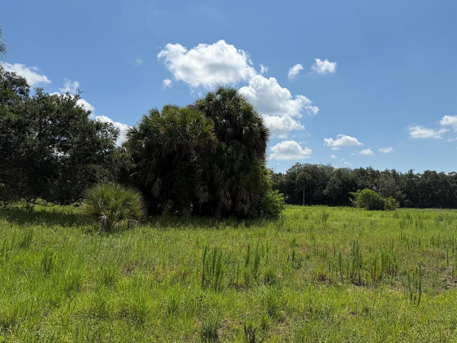 A grassy field with a large palm tree cluster under a bright blue sky — 16477 NW 192nd Street, Okeechobee FL 34972, OKEECHOBEE, FL
