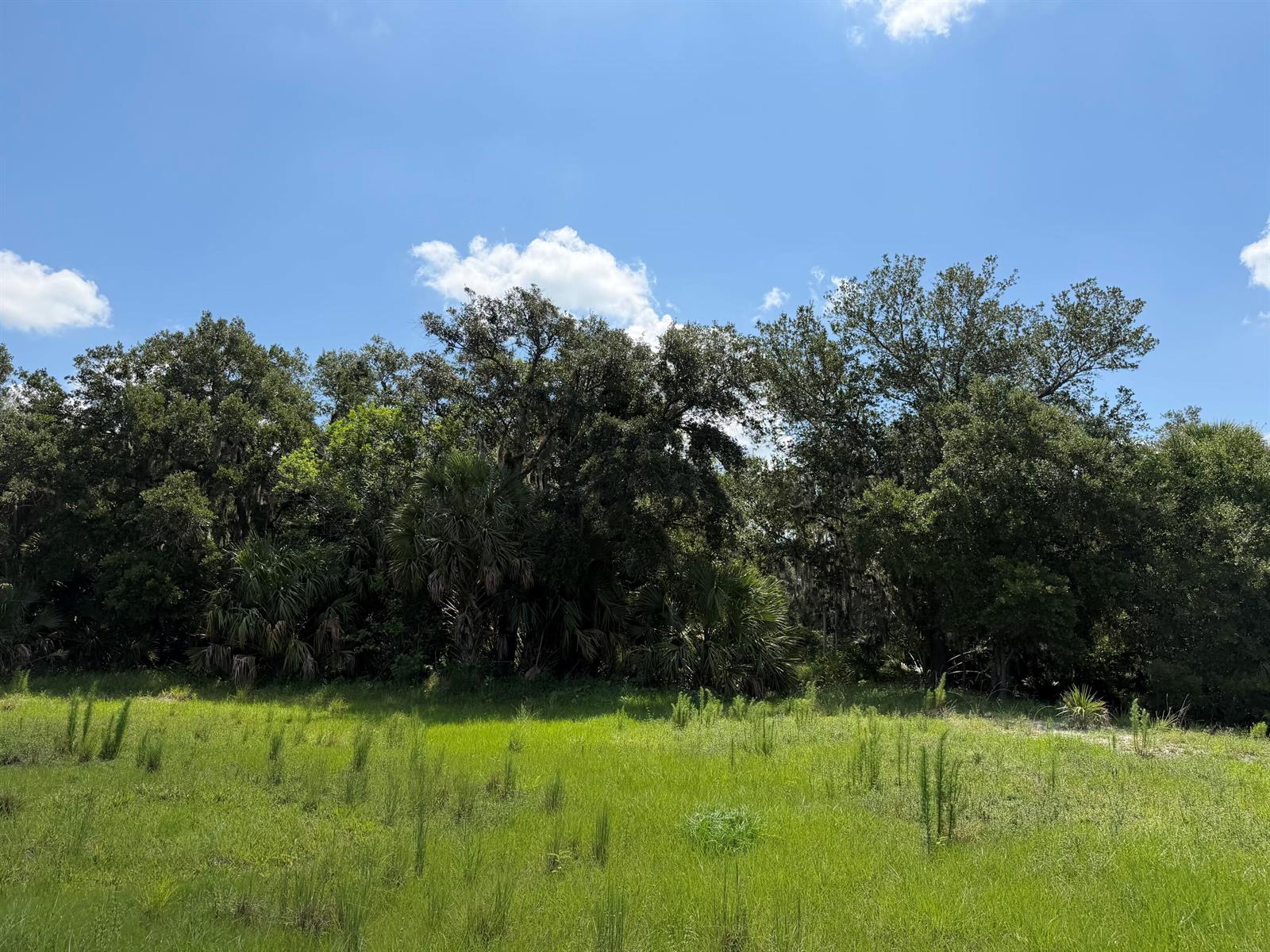 A grassy field sits in front of a dense line of trees under a blue sky — 16477 NW 192nd Street, Okeechobee FL 34972, OKEECHOBEE, FL