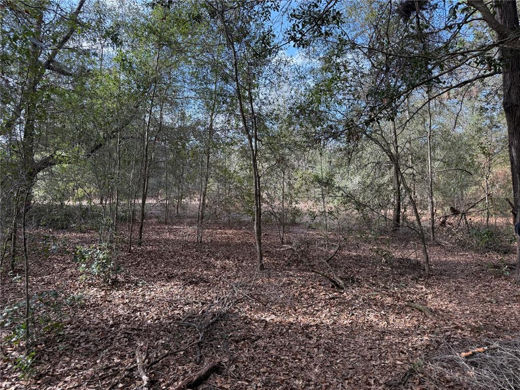 SE 92ND COURT, BELLEVIEW, FL — photo 3 of 17