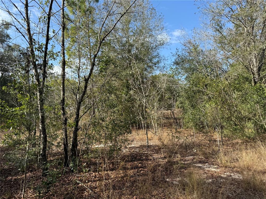 SE 92ND COURT, BELLEVIEW, FL — photo 4 of 17