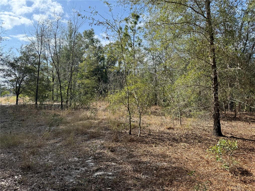 SE 92ND COURT, BELLEVIEW, FL — photo 5 of 17