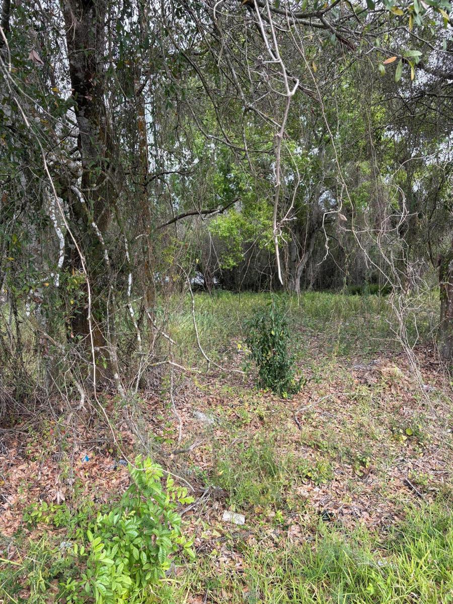 A wooded lot with dense trees, brush, and fallen leaves on the ground — 0 NW 1st Street, Okeechobee FL 34972, OKEECHOBEE, FL