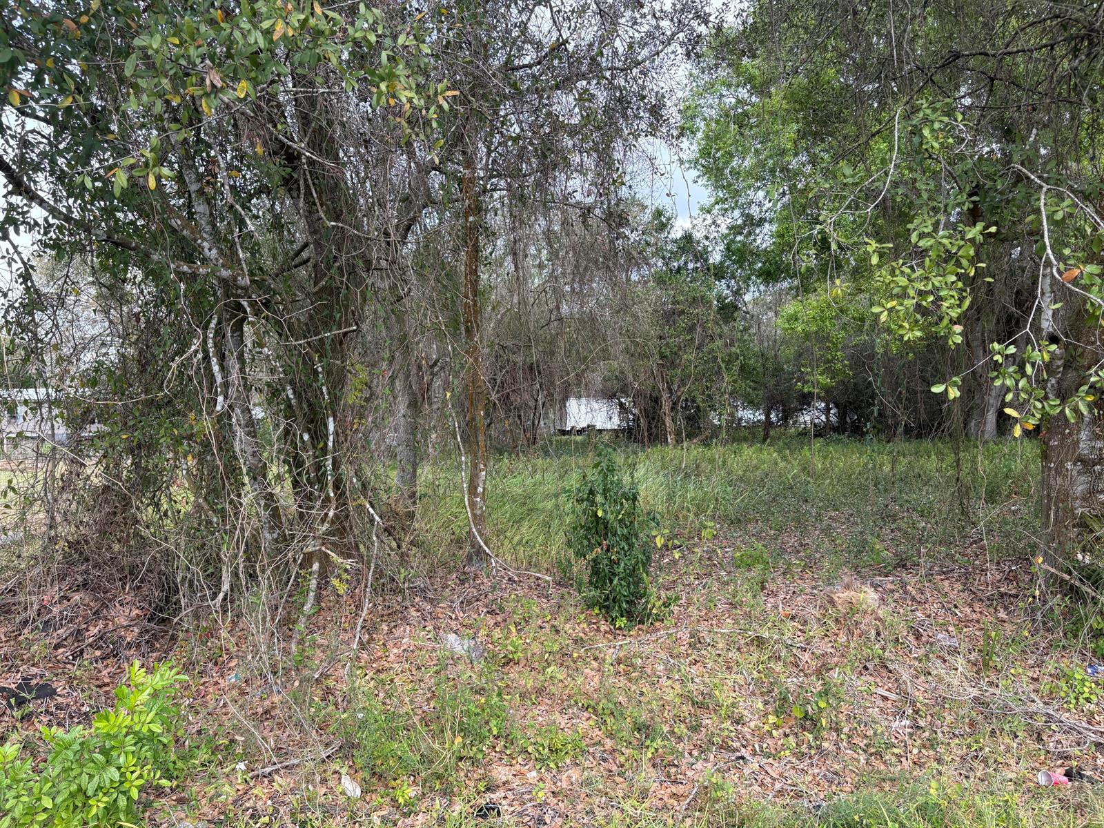 A wooded lot with tall grass and scattered trees under an overcast sky — 0 NW 1st Street, Okeechobee FL 34972, OKEECHOBEE, FL